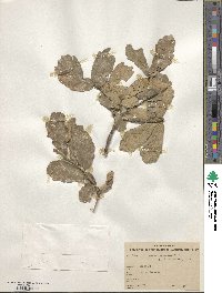 Quercus deserticola image