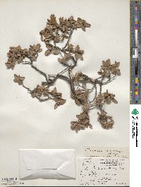 Quercus toumeyi image