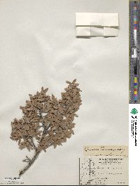 Quercus toumeyi image