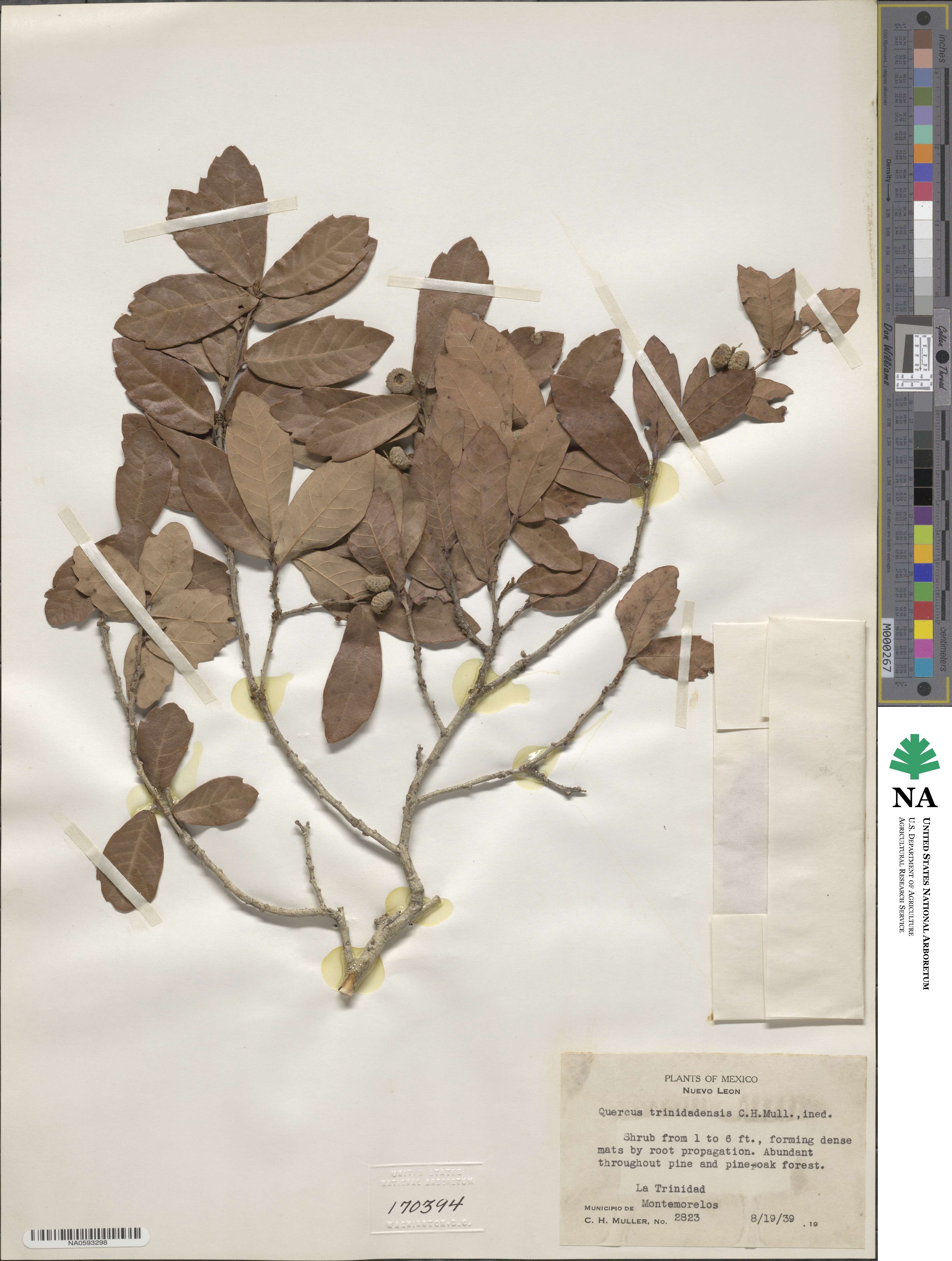 Quercus sebifera image