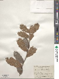 Quercus tristis image