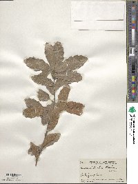 Quercus tristis image