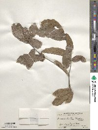 Quercus tristis image