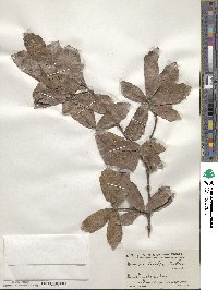 Quercus tristis image