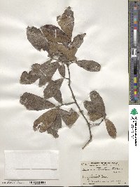 Quercus tristis image