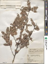 Quercus tristis image