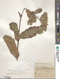 Quercus tristis image