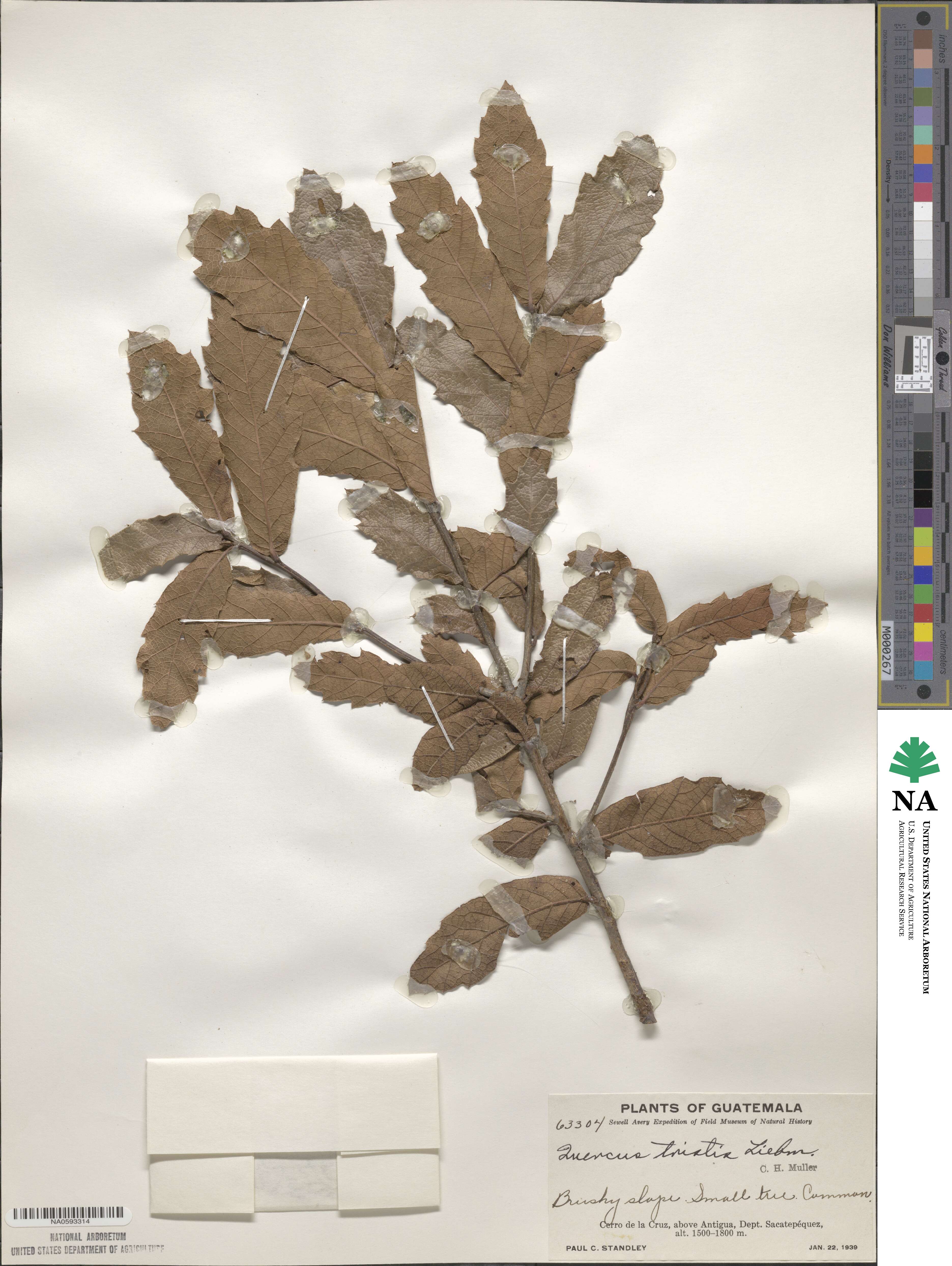 Quercus tristis image