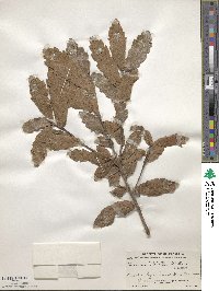 Quercus tristis image