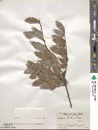 Quercus tristis image