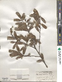 Quercus tristis image