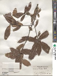 Quercus tristis image