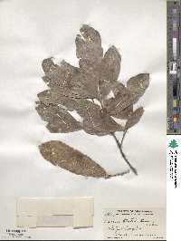 Quercus tristis image