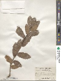 Quercus tristis image