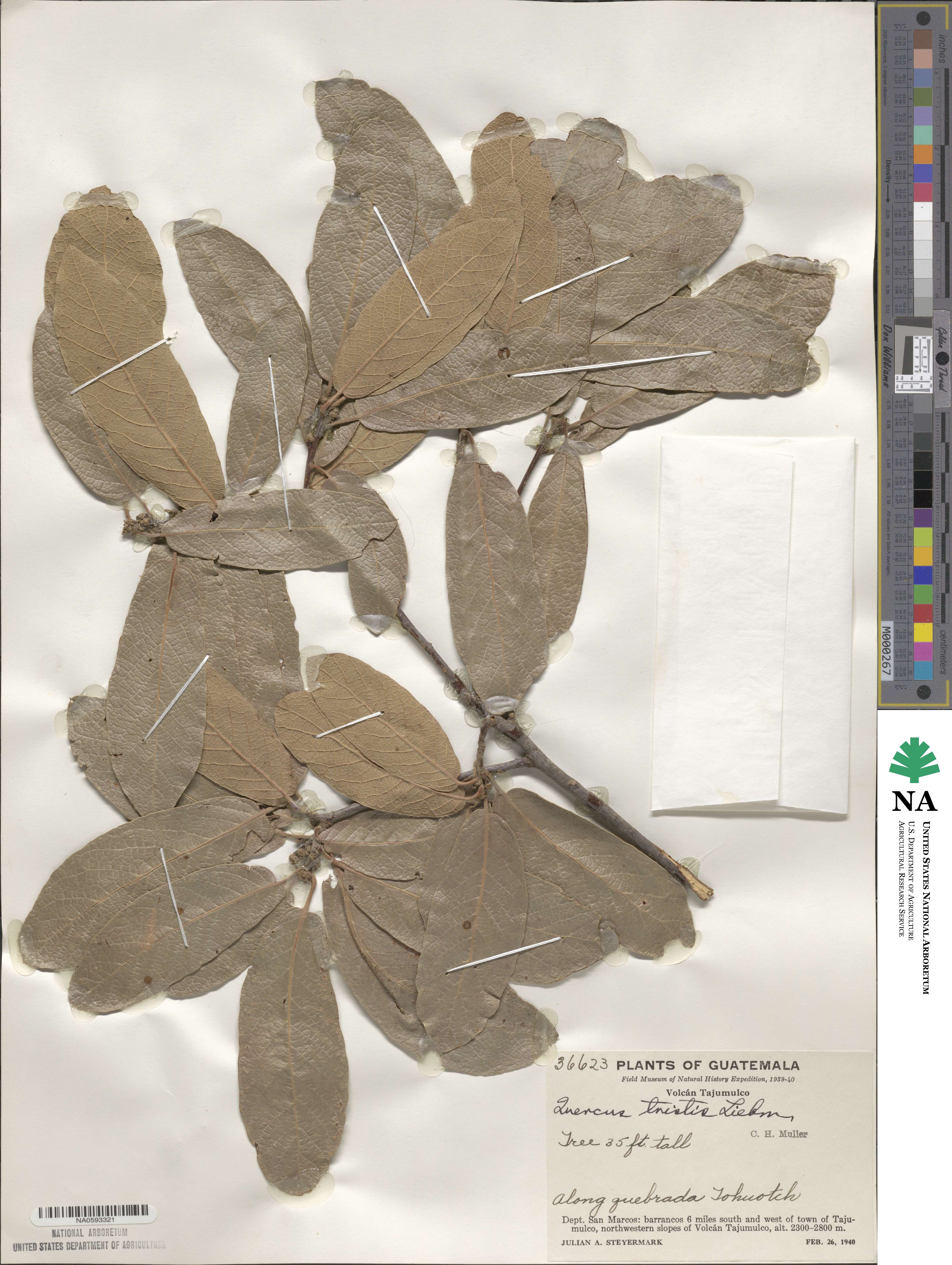 Quercus tristis image