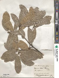 Quercus tristis image