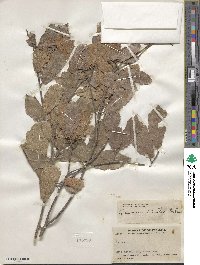 Quercus tristis image