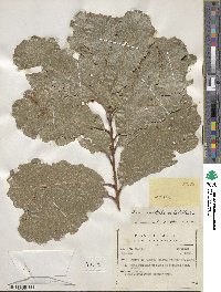 Quercus tuberculata image