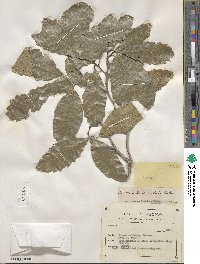 Quercus tuberculata image