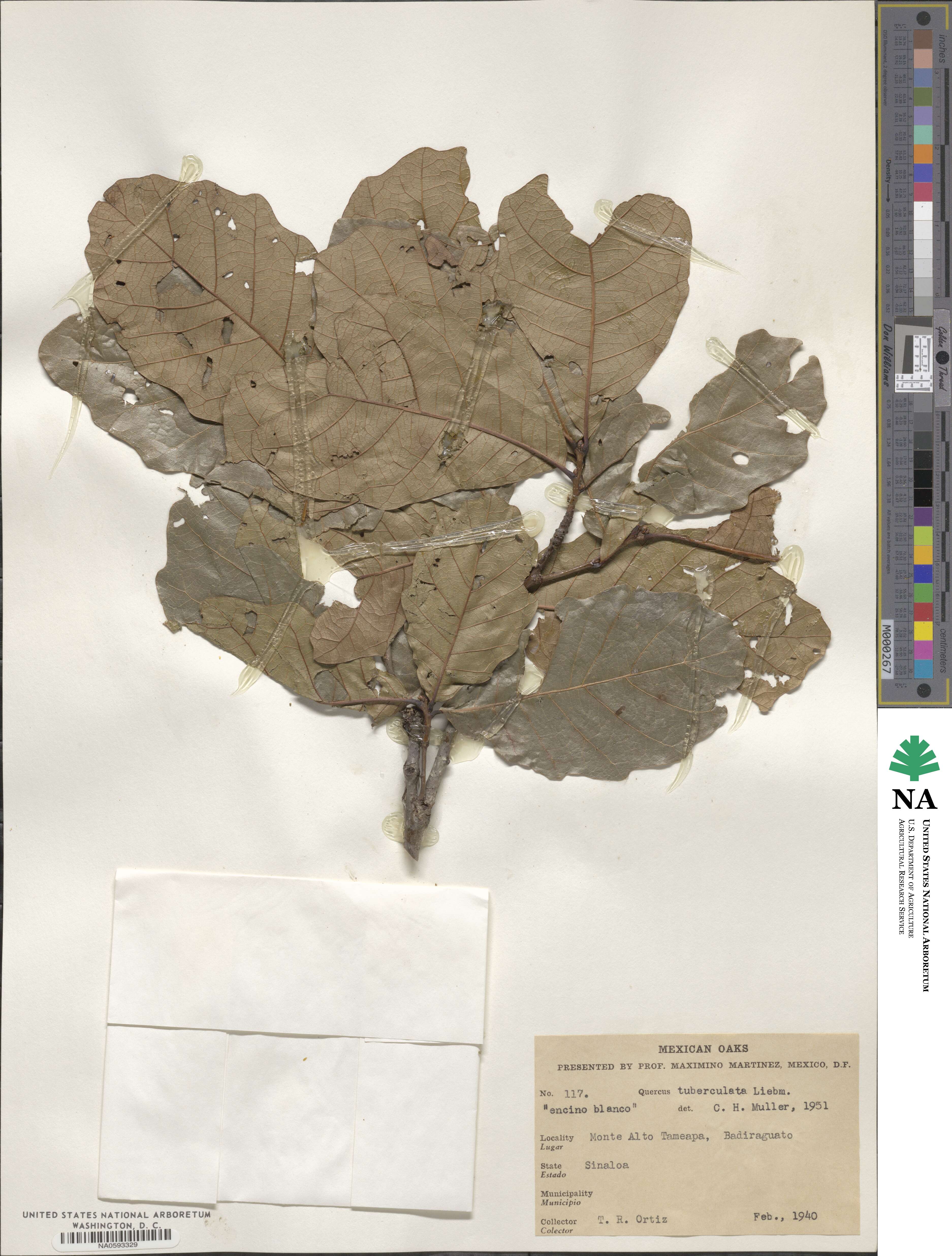 Quercus tuberculata image