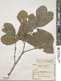 Quercus tuberculata image