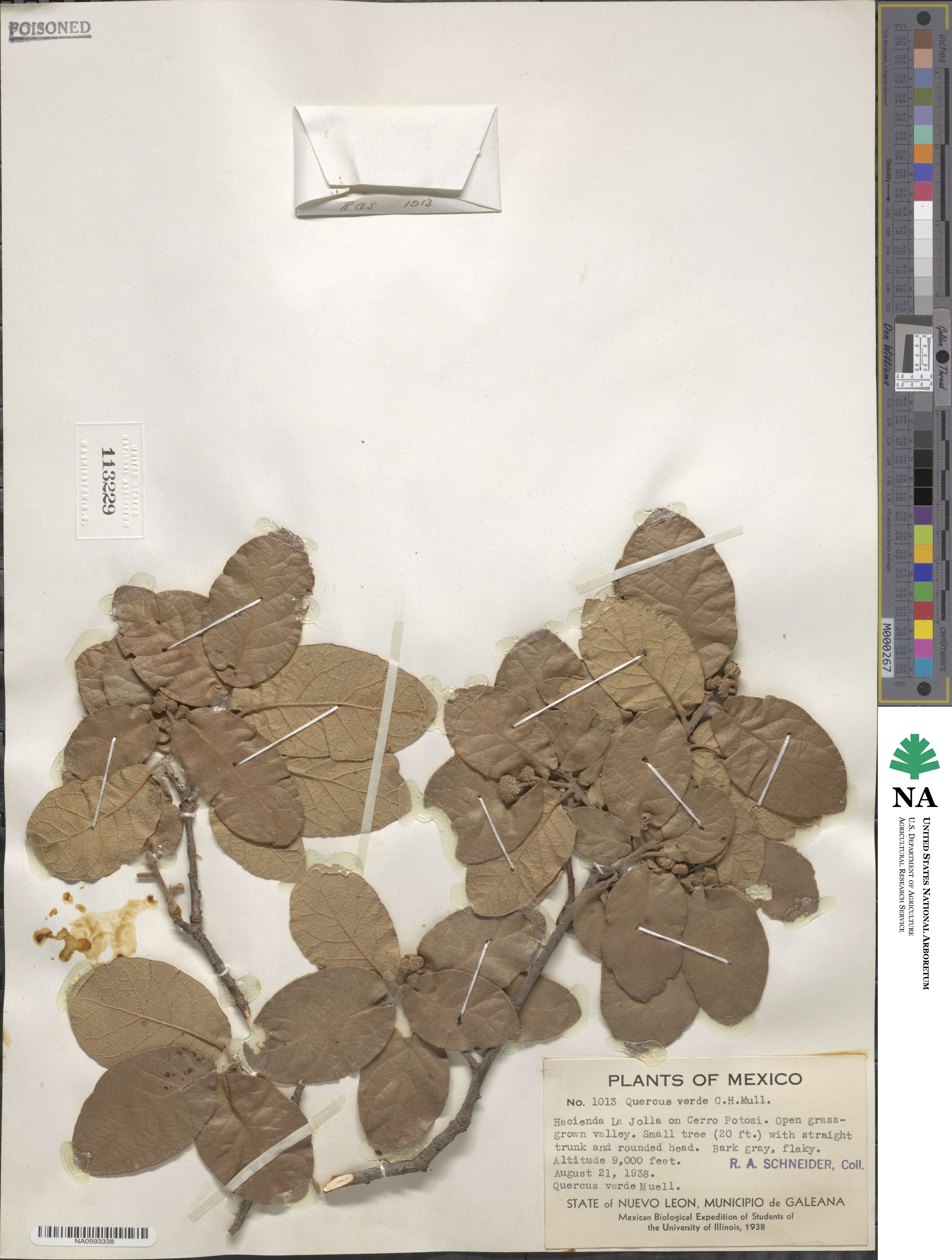 Quercus verde image