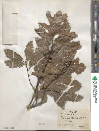 Quercus xalapensis image