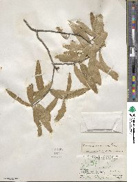 Quercus viminea image