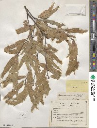 Quercus viminea image