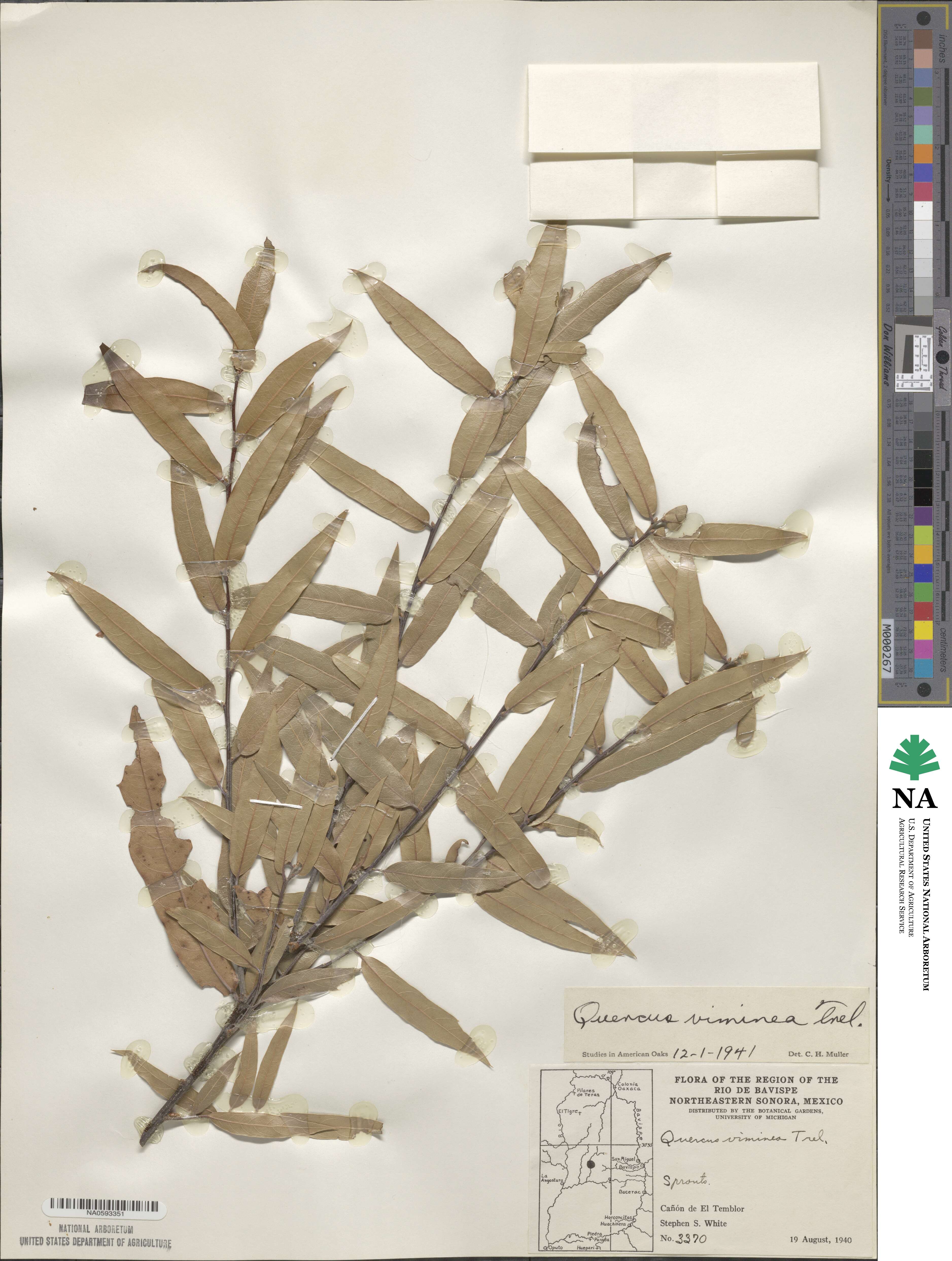 Quercus viminea image