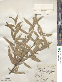 Quercus viminea image