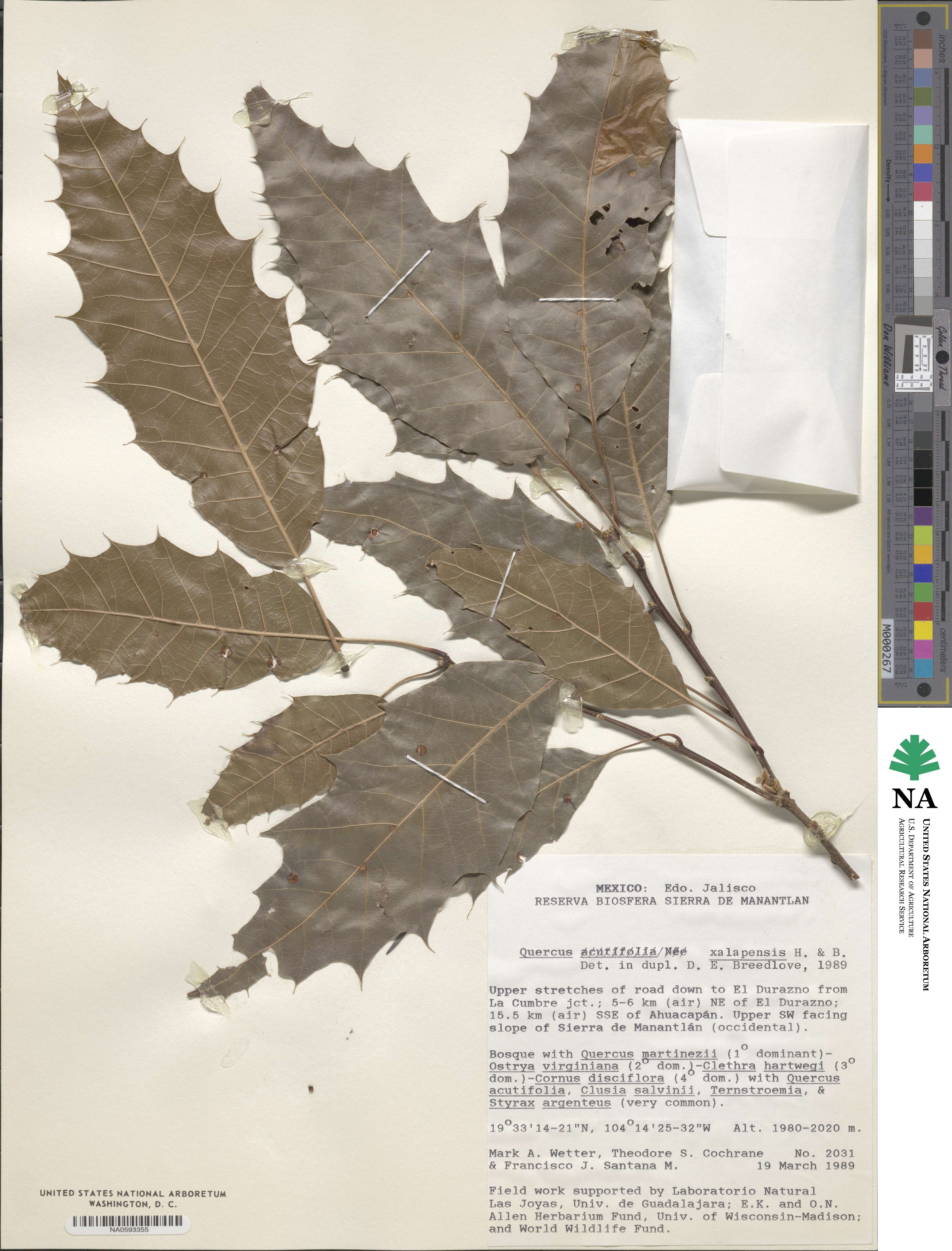 Quercus xalapensis image