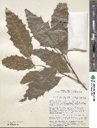 Quercus xalapensis image