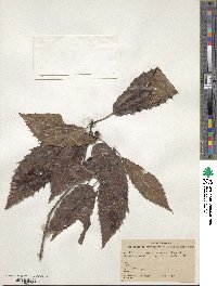 Quercus xalapensis image