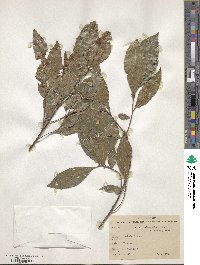 Quercus xalapensis image