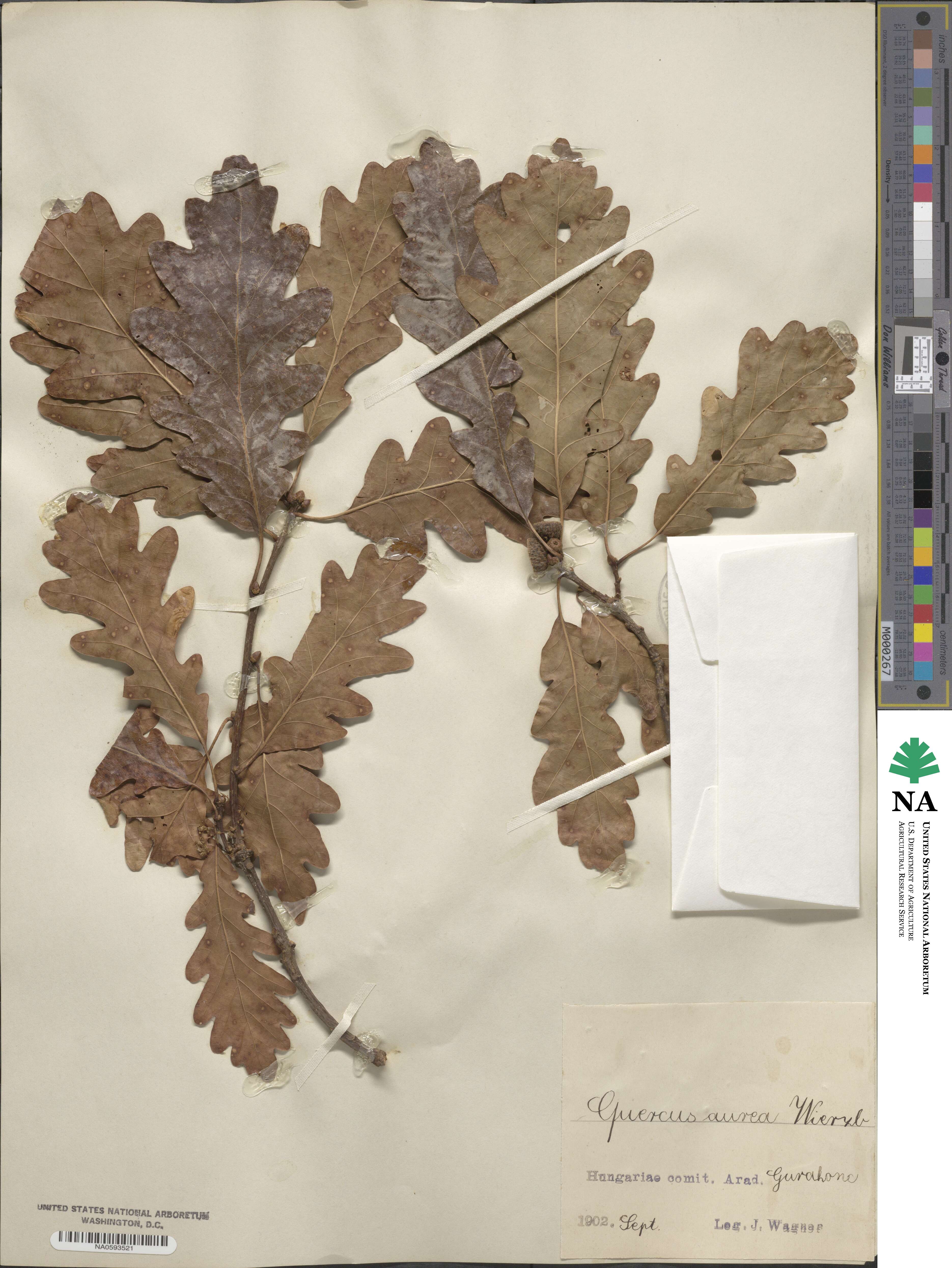 Quercus aurea image