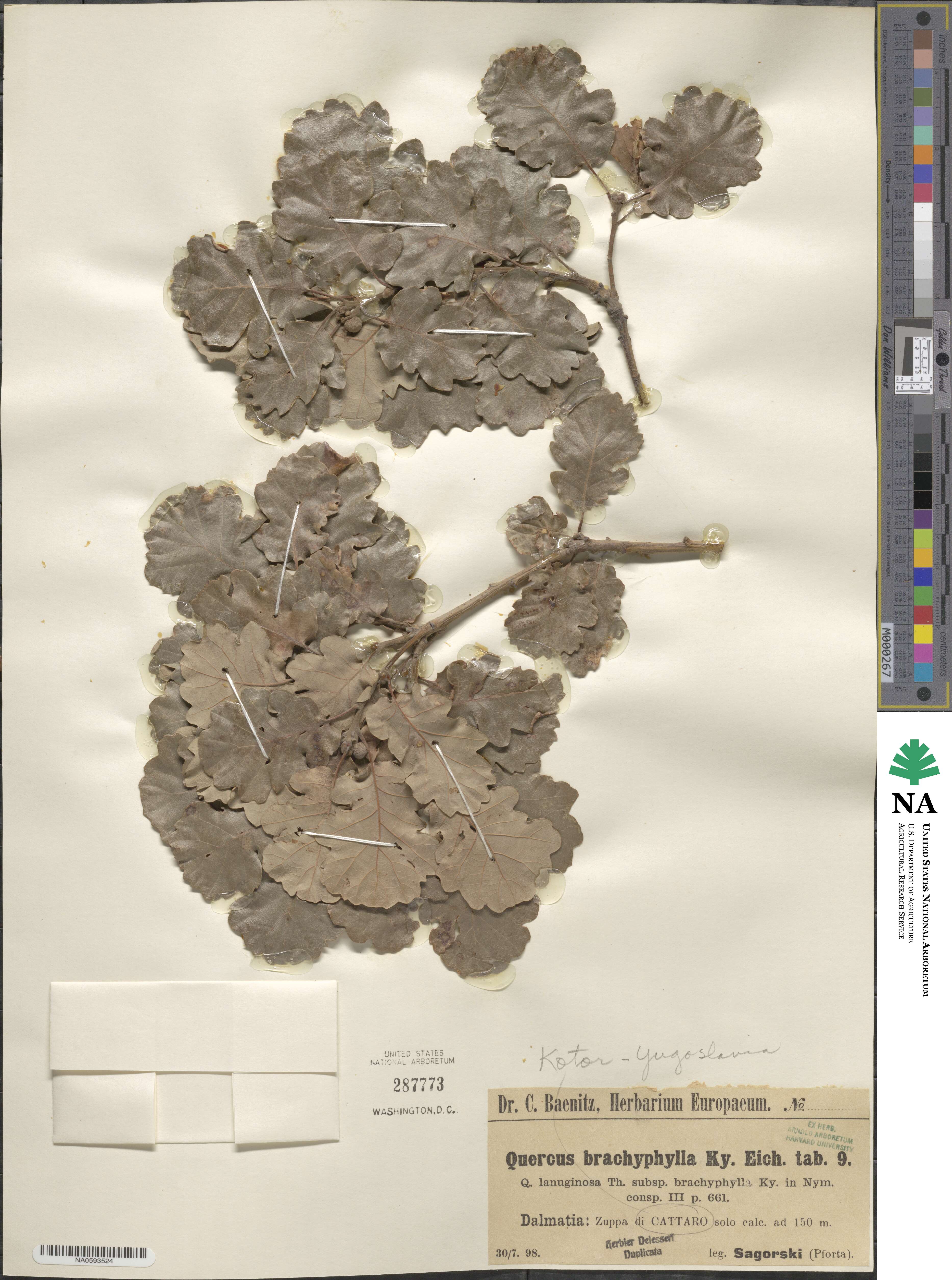 Quercus pubescens subsp. pubescens image