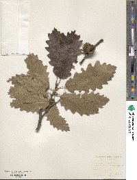 Quercus cerris image