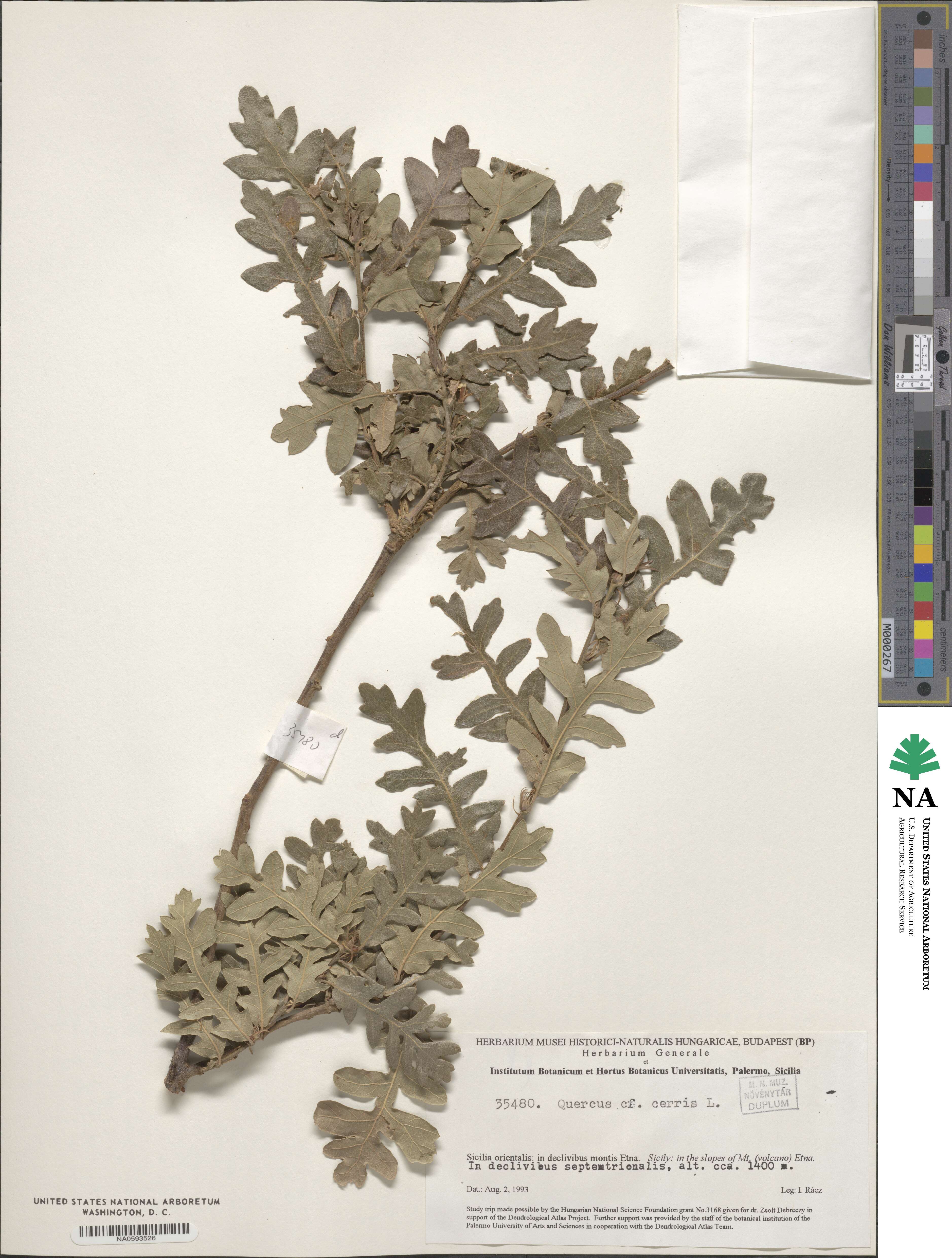 Quercus cerris image