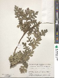 Quercus cerris image