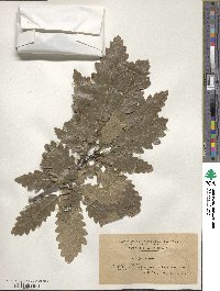 Quercus cerris image