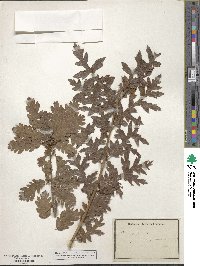 Quercus cerris image