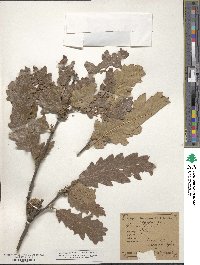 Quercus cerris image