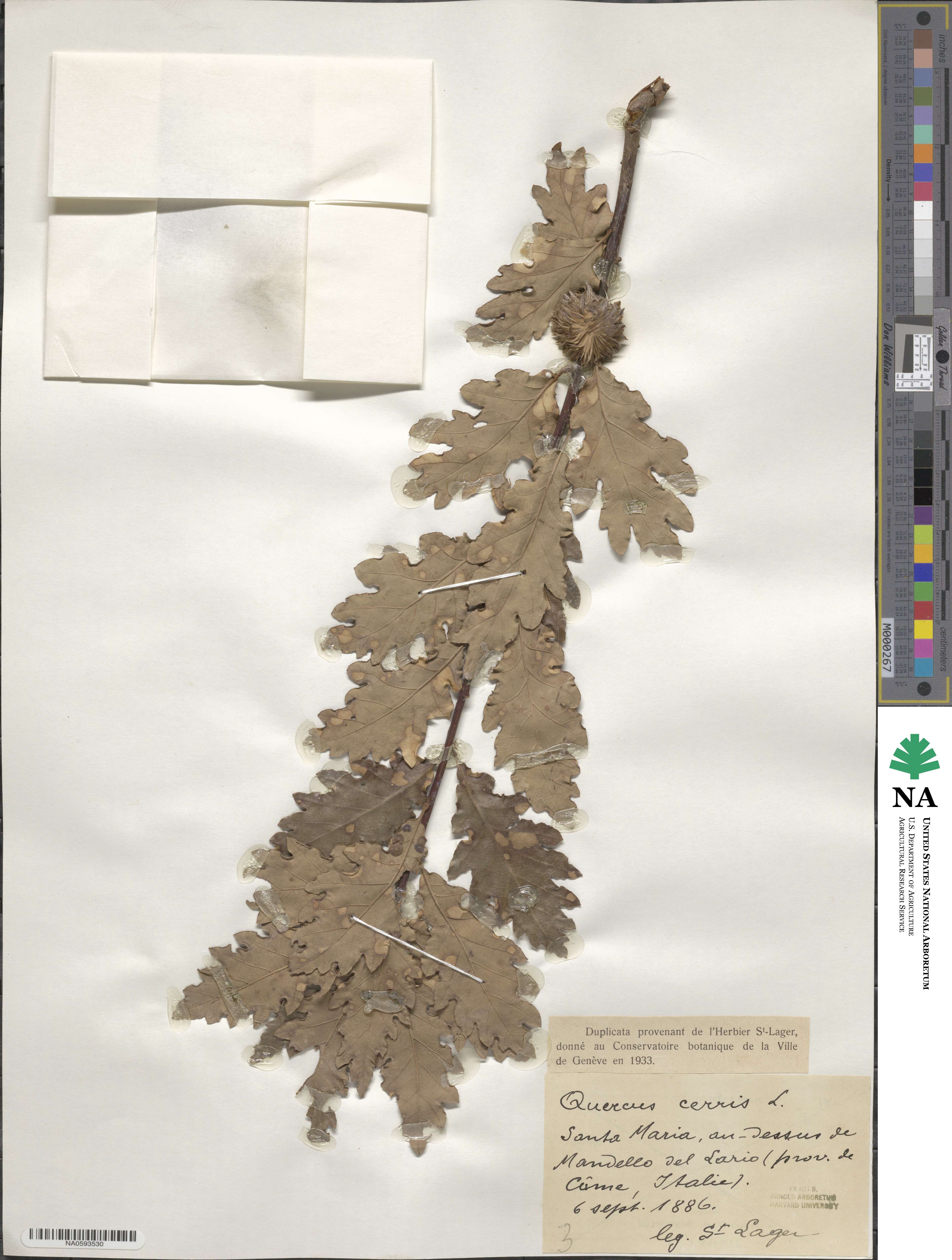 Quercus cerris image