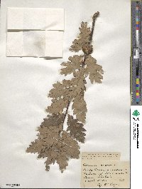 Quercus cerris image