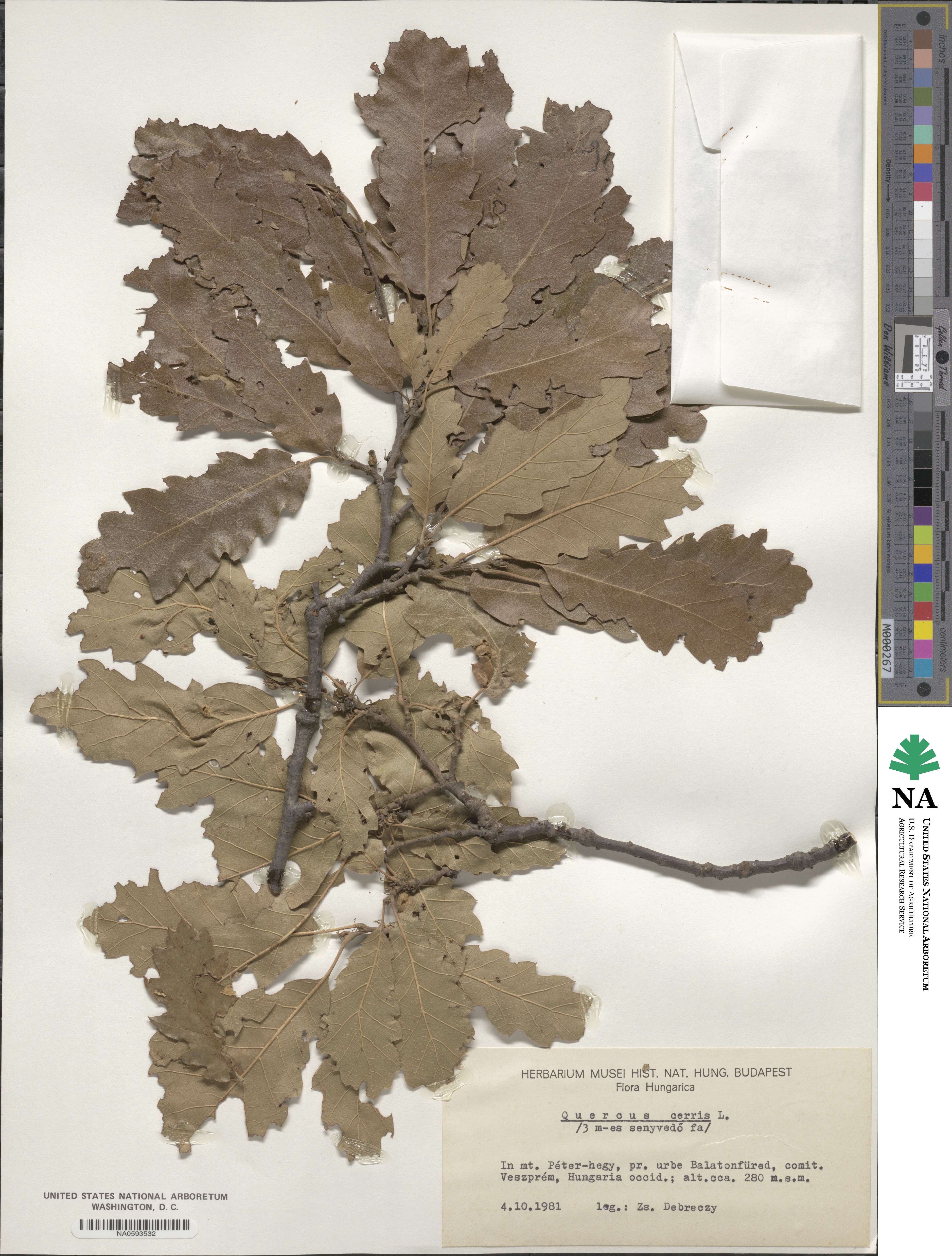 Quercus cerris image