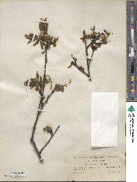 Quercus cerris image