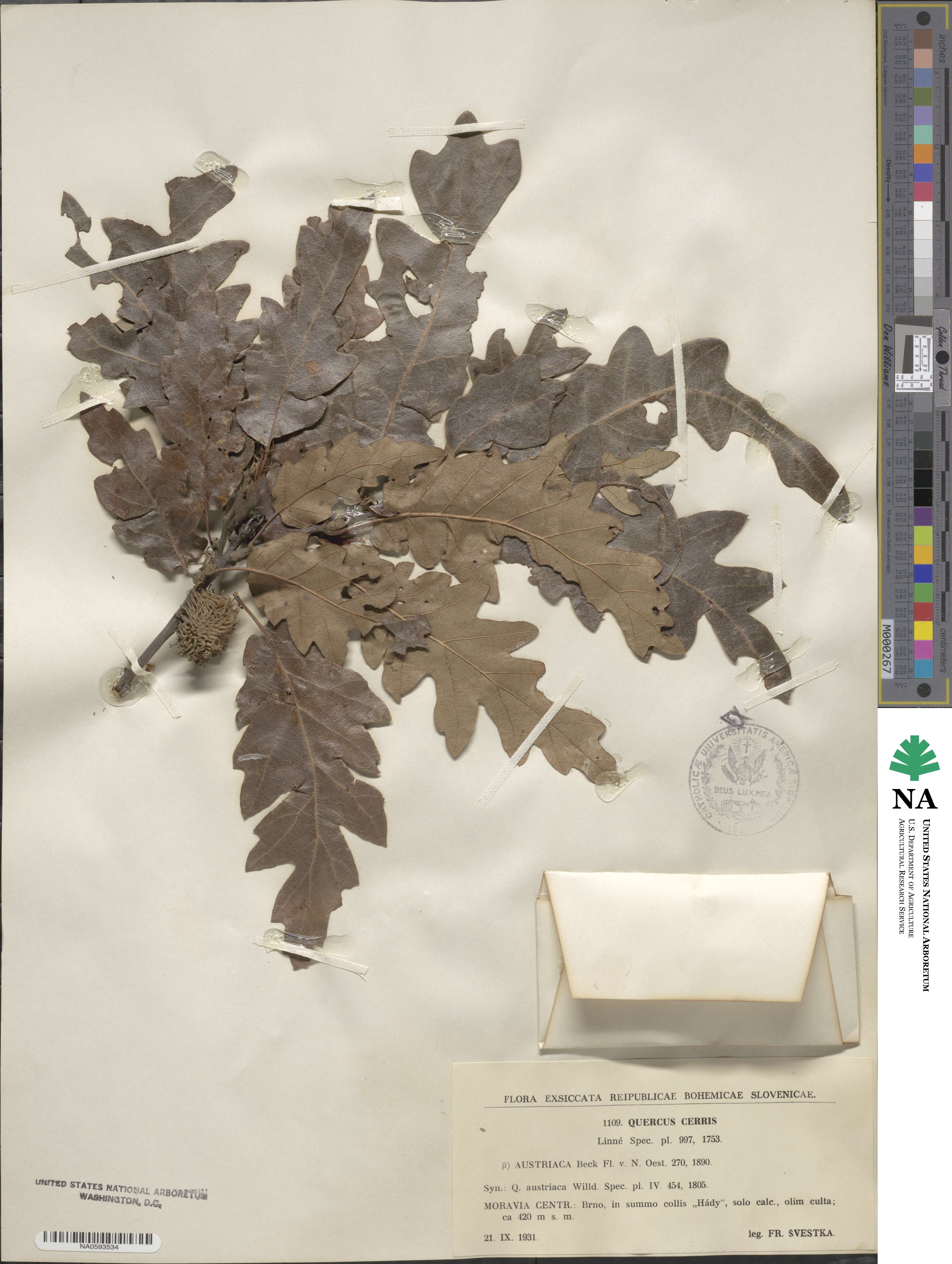 Quercus cerris image