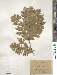 Quercus cerris image