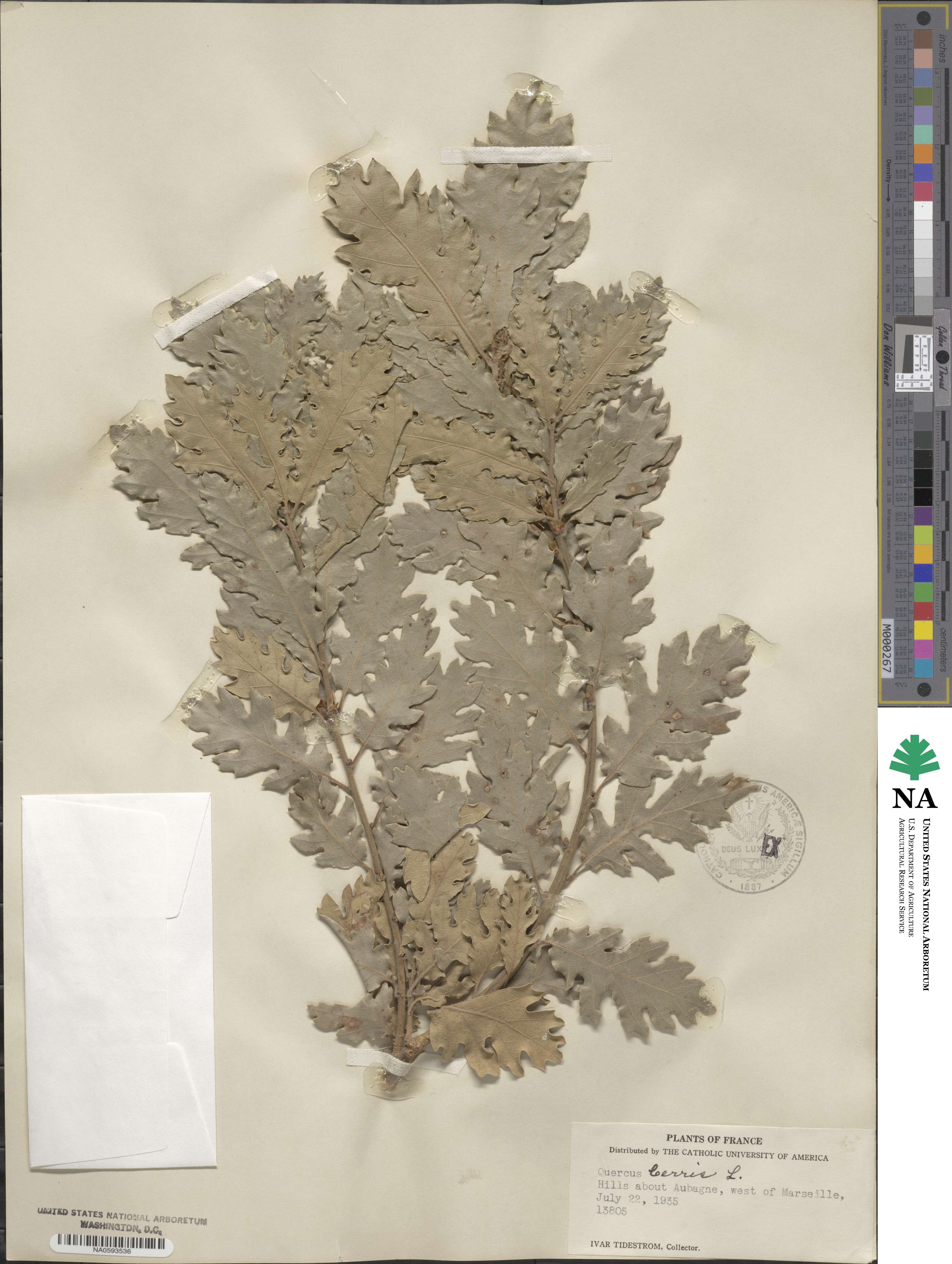 Quercus cerris image